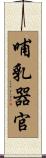 哺乳器官 Scroll