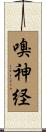 嗅神経 Scroll