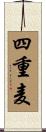 四重麦 Scroll