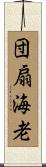 団扇海老 Scroll