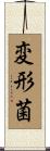 変形菌 Scroll