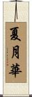 夏月華 Scroll