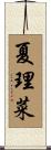 夏理菜 Scroll