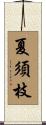 夏須枝 Scroll