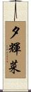 夕輝菜 Scroll