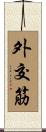 外交筋 Scroll