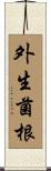 外生菌根 Scroll