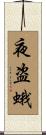 夜盗蛾 Scroll