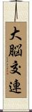 大脳交連 Scroll