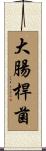 大腸桿菌 Scroll