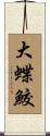 大蝶鮫 Scroll
