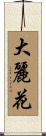 大麗花 Scroll