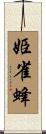 姫雀蜂 Scroll