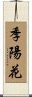 季陽花 Scroll