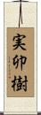 実卯樹 Scroll