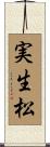 実生松 Scroll
