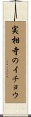 実相寺のイチョウ Scroll