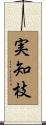 実知枝 Scroll