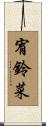 宥鈴菜 Scroll