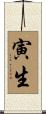 寅生 Scroll