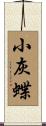 小灰蝶 Scroll