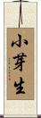 小芽生 Scroll