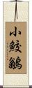 小鮫鶲 Scroll