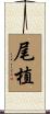 尾植 Scroll