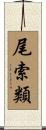 尾索類 Scroll