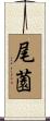 尾薗 Scroll