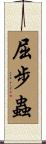 屈步蟲 Scroll