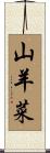 山羊菜 Scroll