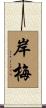 岸梅 Scroll