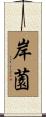 岸薗 Scroll