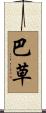 巴草 Scroll