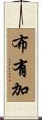 布有加 Scroll