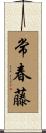 Ivy Scroll