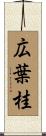 広葉桂 Scroll