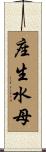 座生水母 Scroll