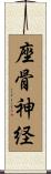 座骨神経 Scroll