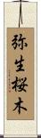 弥生桜木 Scroll