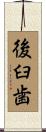 後臼歯 Scroll
