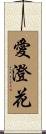 愛澄花 Scroll