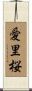 愛里桜 Scroll
