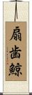 扇歯鯨 Scroll