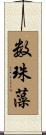 数珠藻 Scroll