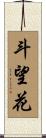 斗望花 Scroll