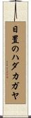日置のハダカガヤ Scroll