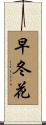 早冬花 Scroll