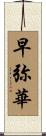 早弥華 Scroll